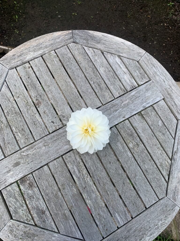 a white flower sitting on top of a wooden table