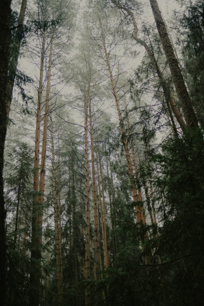 Tall pine trees in a misty forest