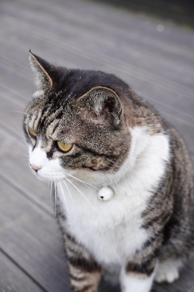 A cat with a bell collar looks away.